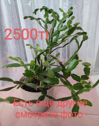 Комнатное растение.Комнатные растения.Щучий хвост.Цветы в горшках.
