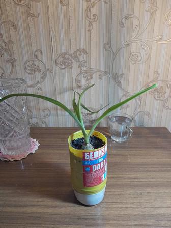 Индийский лук продам