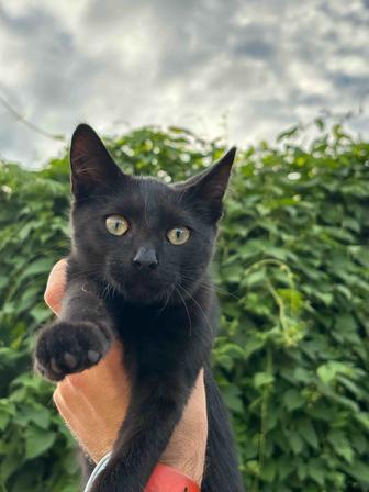 Черный котенок в добрые руки