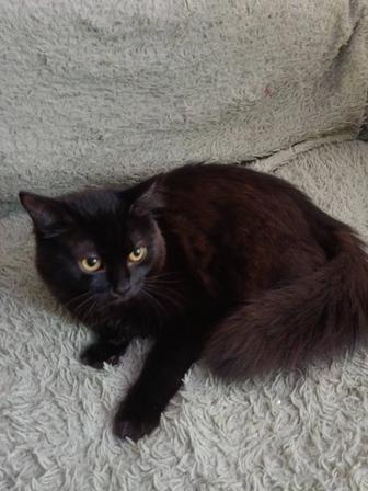 Отдам котиков в добрые руки