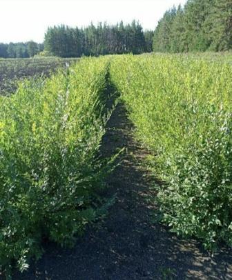 Саженцы карагача, живая изгородь, вязь мелколистый