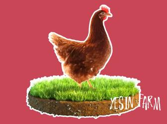 Инкубационные яйца несушка ломан браун отличный вывод