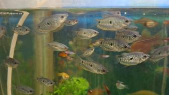 Продам аквариумных рыбок