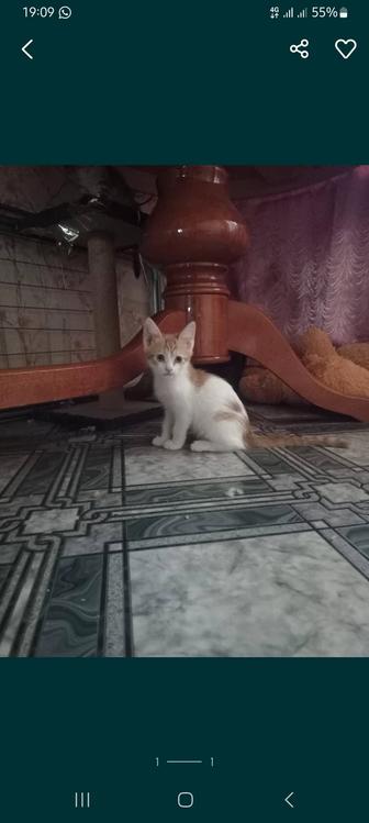 отдам даром котенка