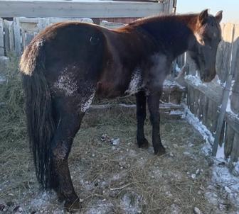 Продам кобылу с откорма 9лет (с.Иртышск (Опытная станция))