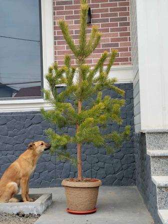 Живая европейская сосна