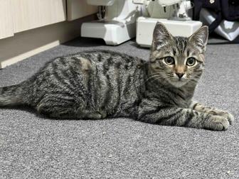 Котенок в хорошие руки!!!