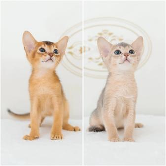 Абиссинские котята с документами