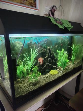 Аквариум 200 литров