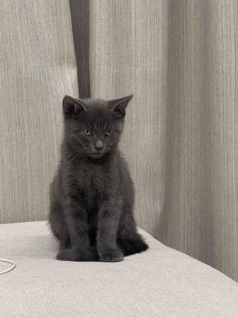 Котик