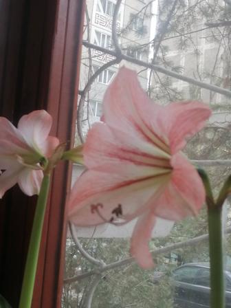 Купите.., картины, стиль, художественный. ЛАСТОЧКИНО ГНЕЗДО! ЖАККАРД