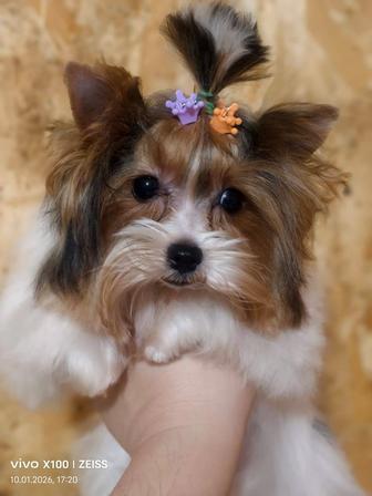 Продам щенков бивера.