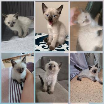 Котята 3 девочки 3 мальчика