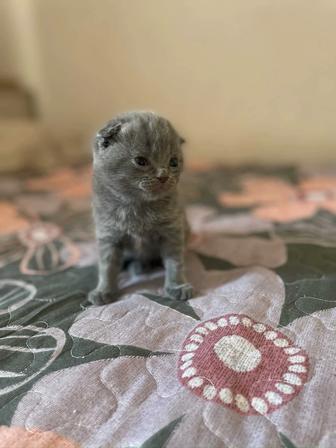 Продается Шотландский кот!