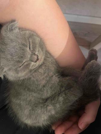 Продается Шотландский кот!