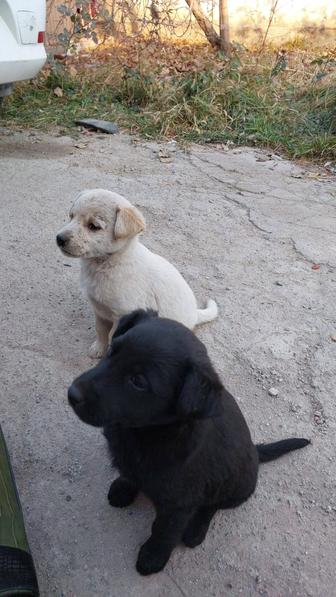 Щенки Лабрадора