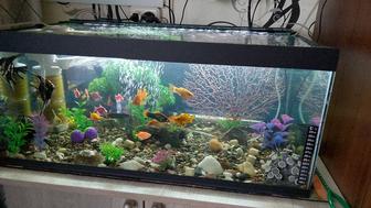 Продам аквариум вместе с рыбками 90литров размер 70 на 40 ширина 35