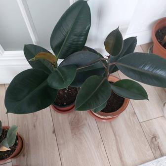 Комнатные цветы