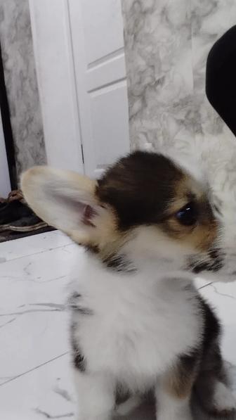 Продам корги