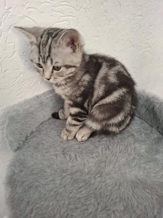 Продам котика