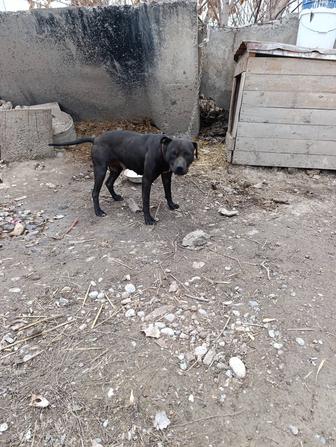 Собака питбуль