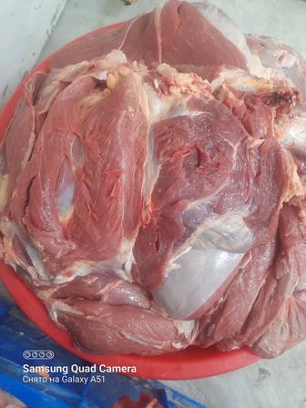 Мясо говядина аркалык торгай гуляш