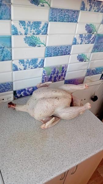 Продам тушки Индейки(мясная порода)