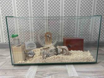 Продам хомячков с клеткой