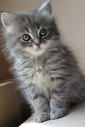 ищу котенка