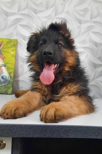 Щенки немецкой овчарки