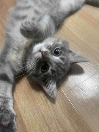 Кошечка