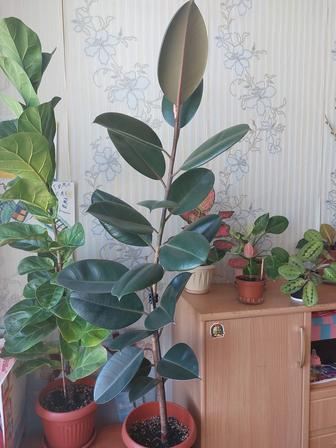 Цветы Фикус
