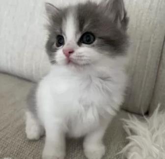 Шотланские прямоушки