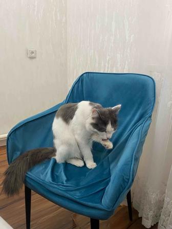 Отдам даром кота