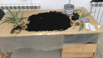 услуга по пересадке комнатных растений