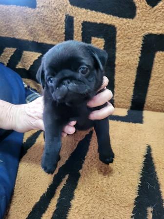 Продам щенков