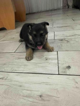 Продам щенка немецкой овчарки