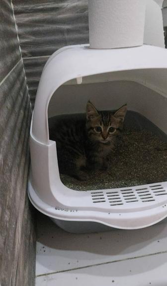 Котенок ищет дом
