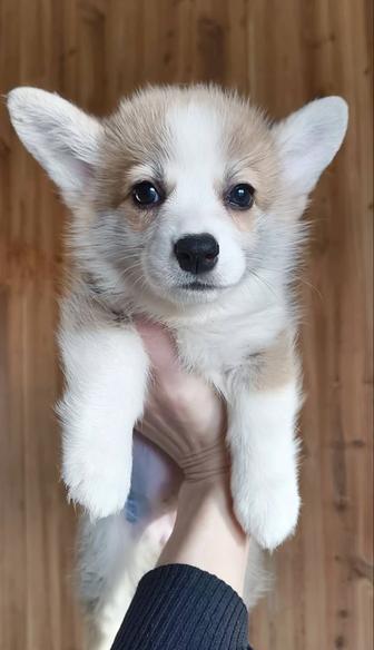 Щеночки вельш-корги пемброк