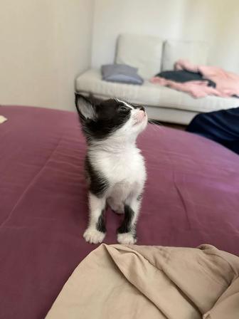Котик