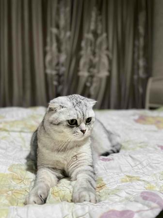 Отдаем кота скоттиш fold бесплатно в добрые руки
