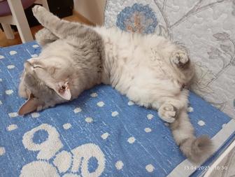 Серый, пушистый, милый котик