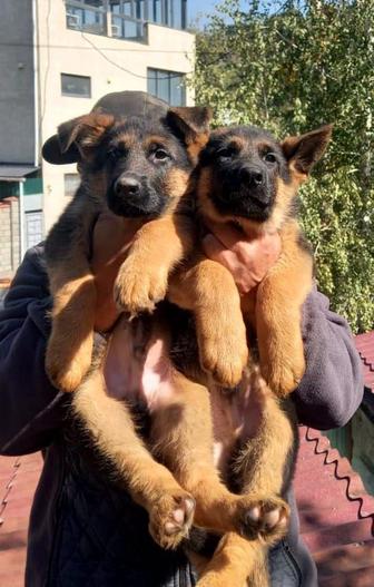 Щенки немецкой овчарки