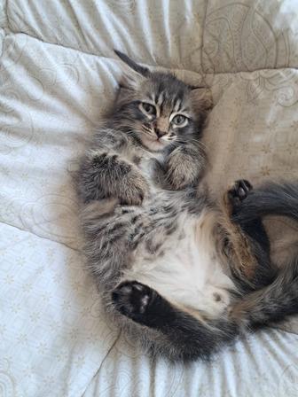 КОТЯТА В ХОРОШИЕ РУКИ
