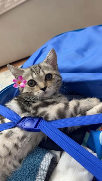 Отдам котенка в добрые руки