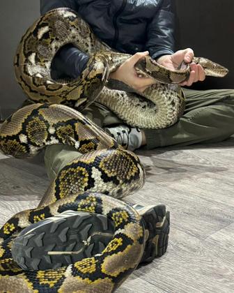 Огромная змея сетчатый питон