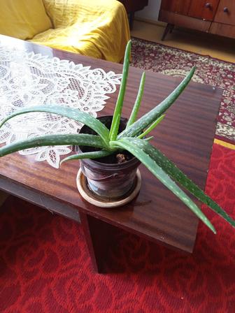Продам цветок Алоэ Вера