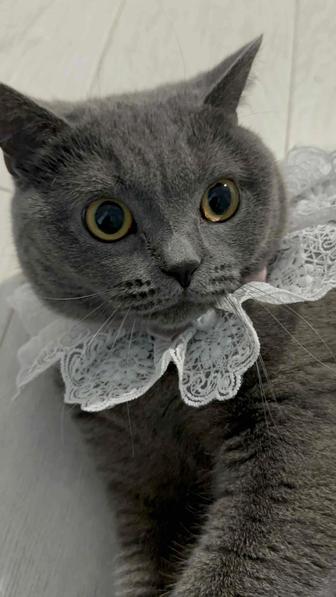 Британская кошка