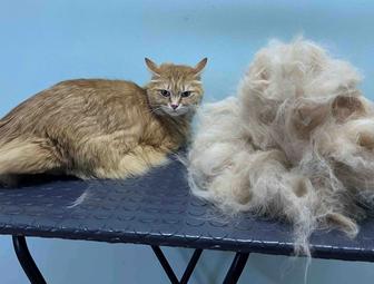 Груминг кошек и собак