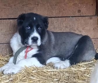 Шикарный Алабайчик